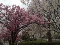 ・・「今年の横浜緋桜」